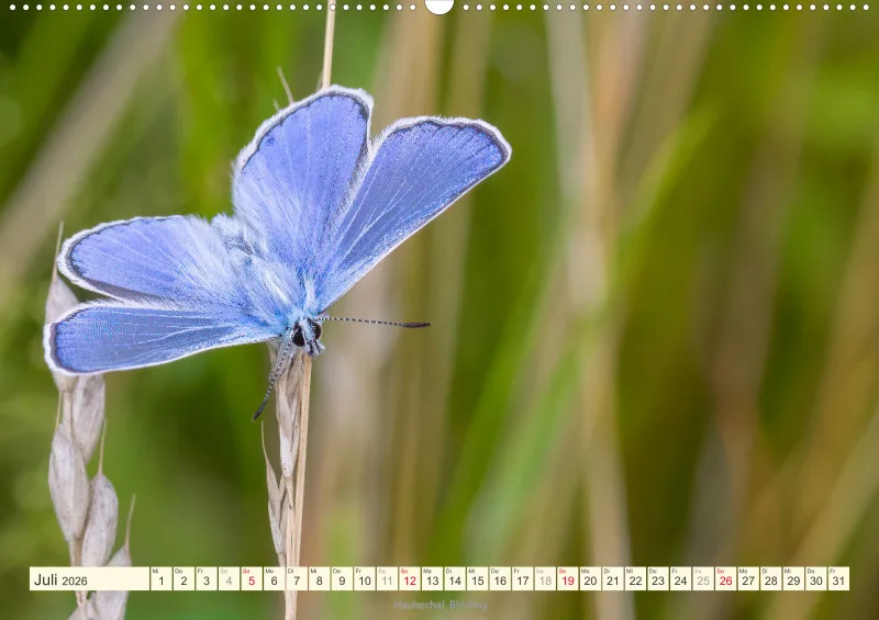 Schmetterlinge