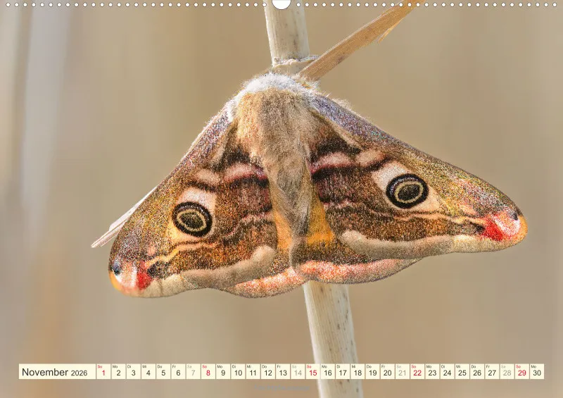 Schmetterlinge
