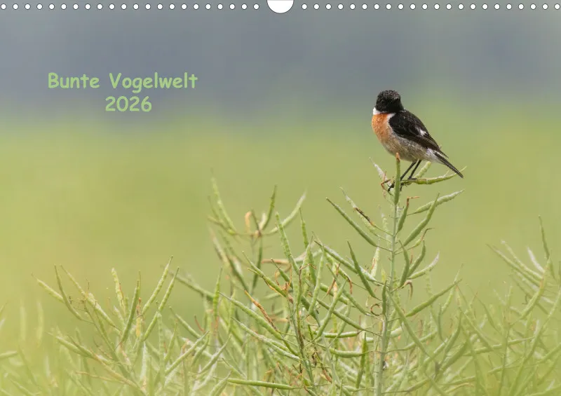 Vögel I
