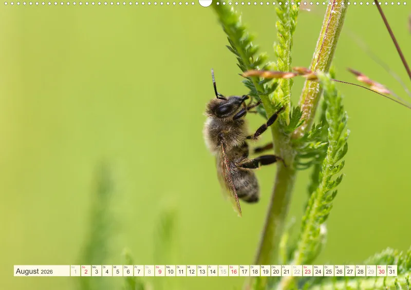 Bienen/Hummeln