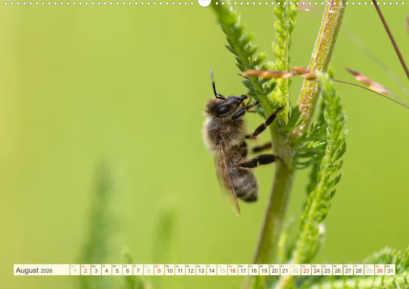 Bienen/Hummeln