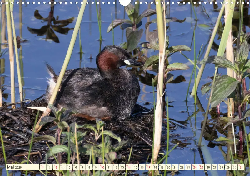 Vögel am Wasser
