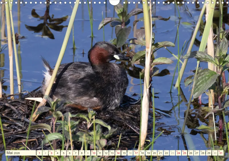 Vögel am Wasser