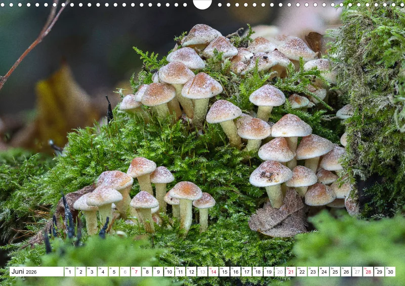 Pilze
