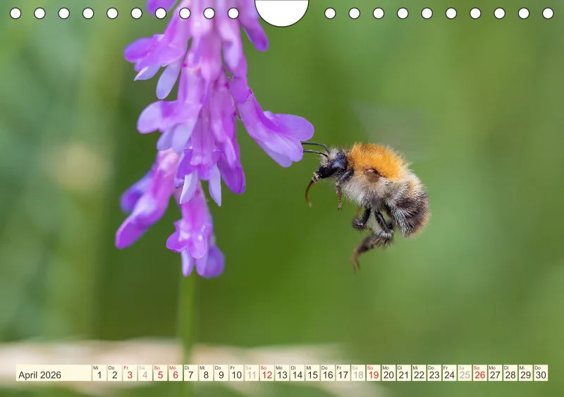 Bienen/Hummeln