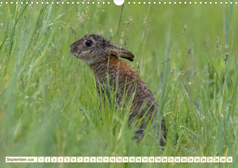 Wildtiere