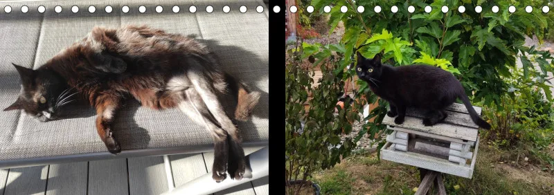 Vögel I Familienplaner