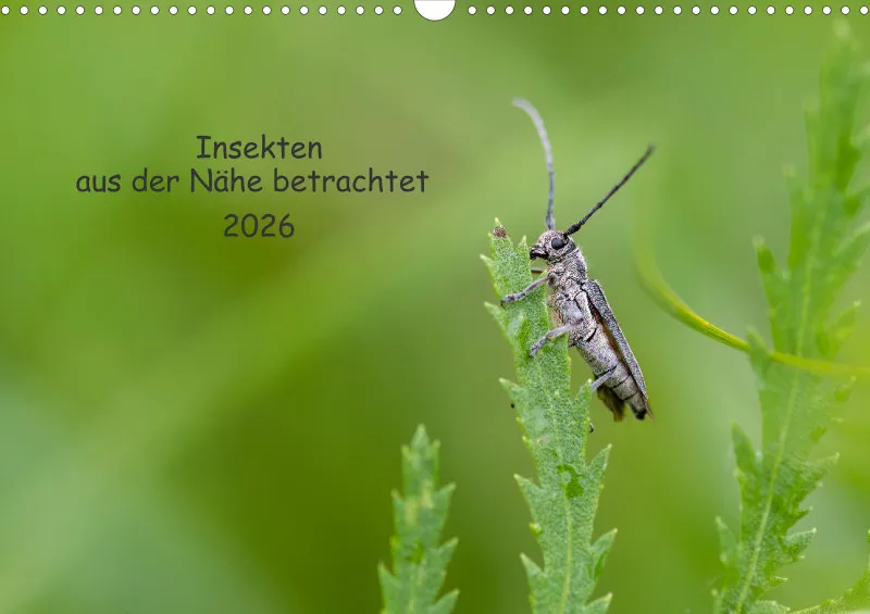 Insekten