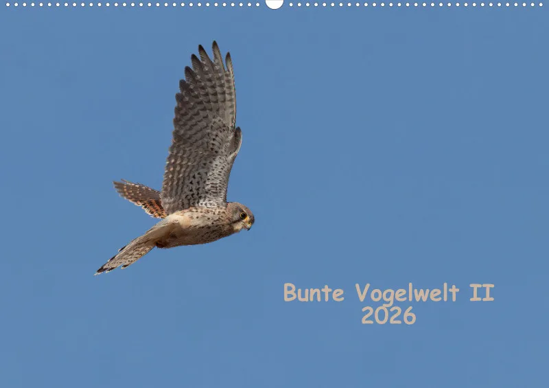 Vögel II