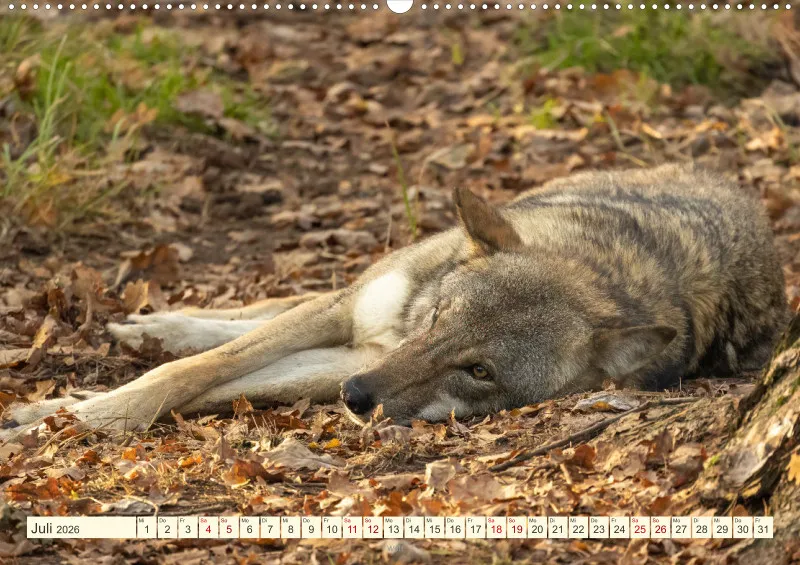 Wildtiere