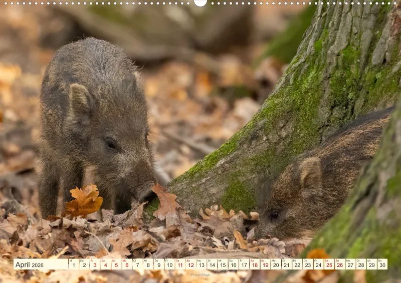 Wildtiere