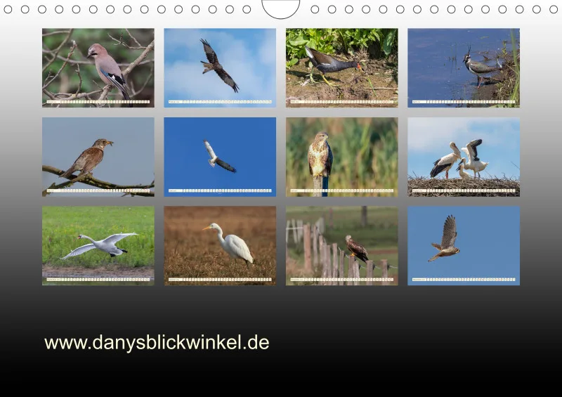 Vögel II