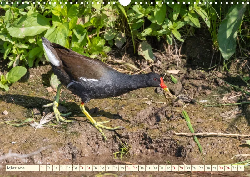 Vögel II