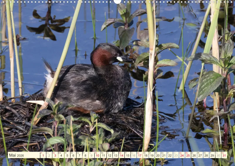 Vögel am Wasser