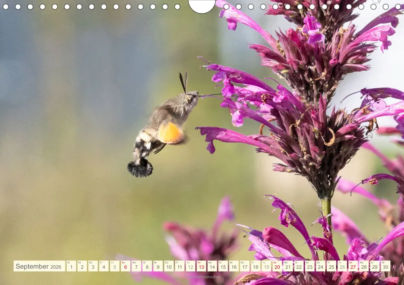 Insekten