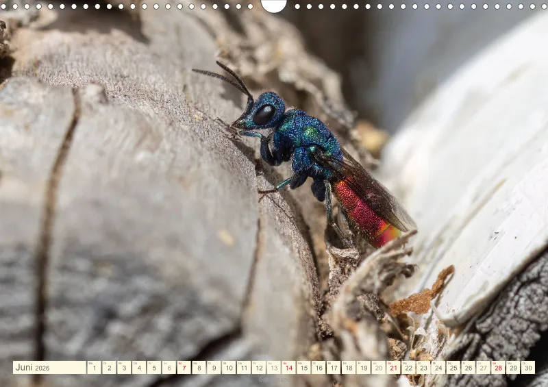 Insekten