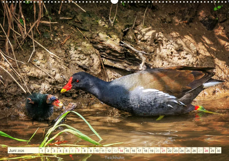 Vögel am Wasser