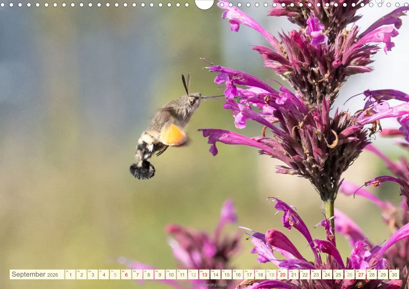 Insekten