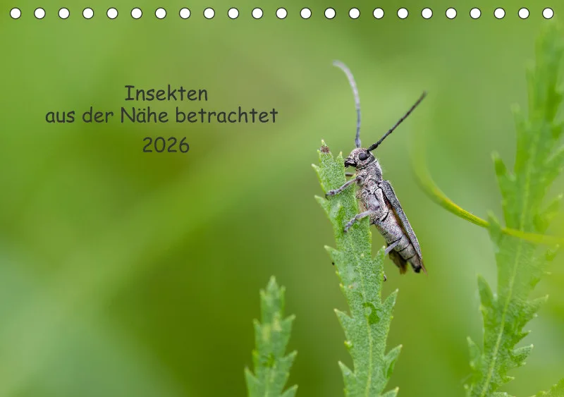 Insekten