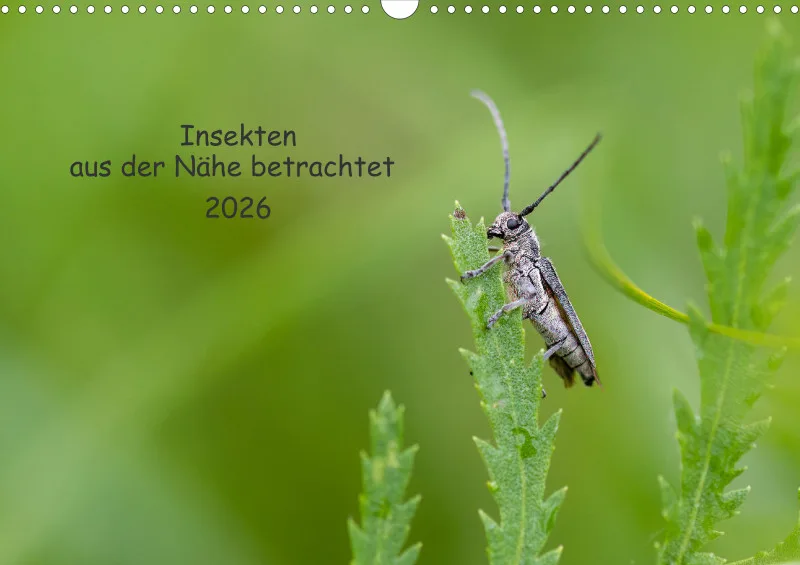 Insekten
