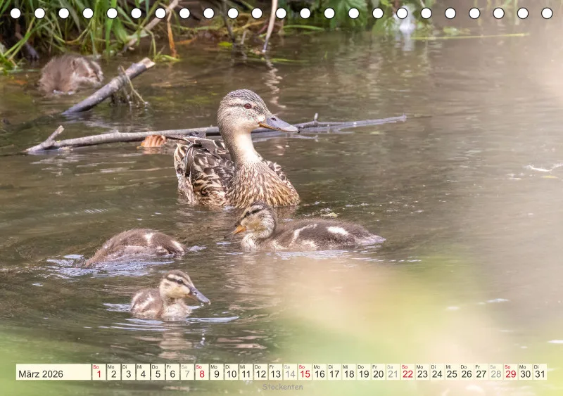 Vögel am Wasser