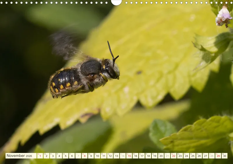 Bienen/Hummeln