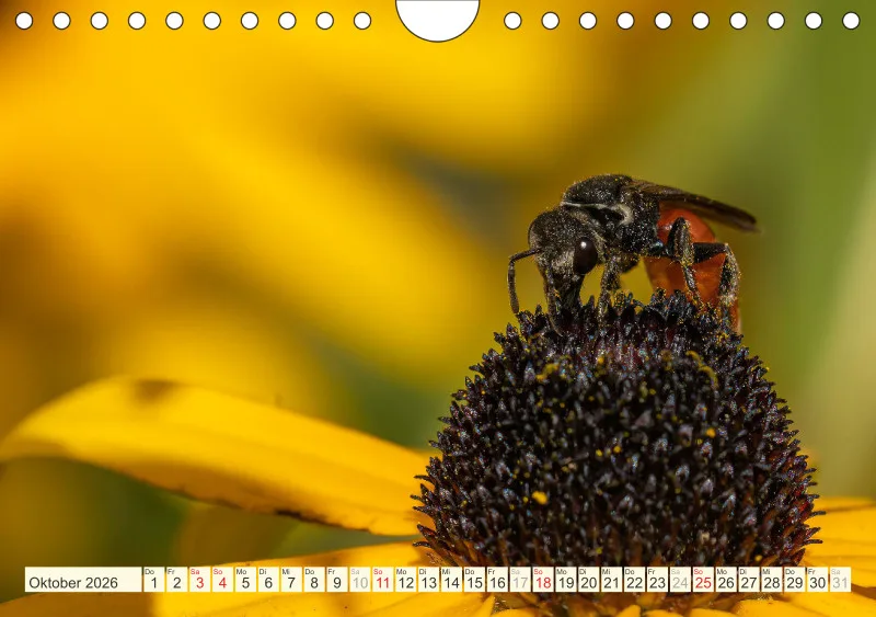Bienen/Hummeln