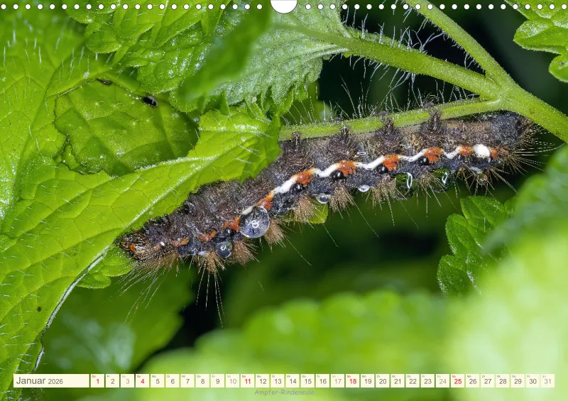 Insekten