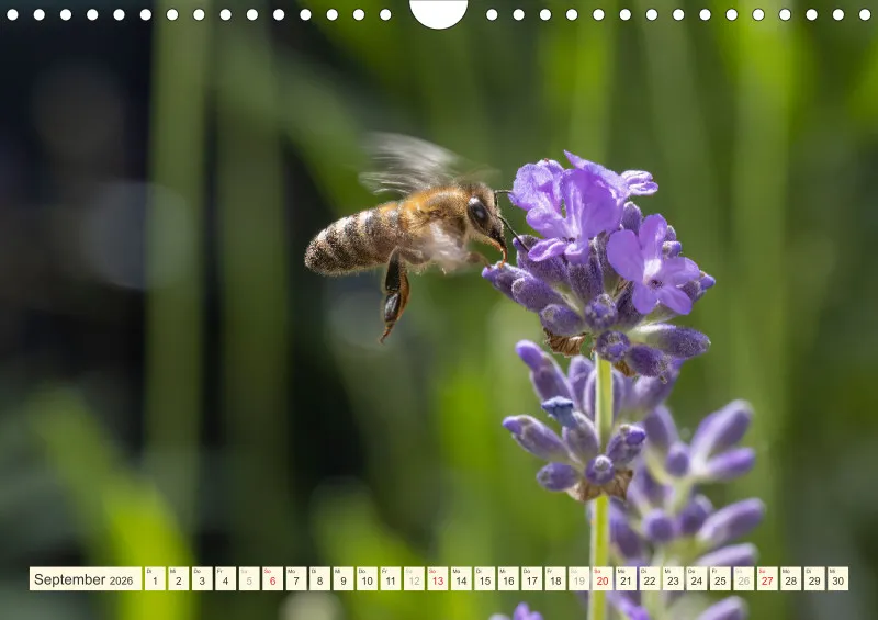 Bienen/Hummeln