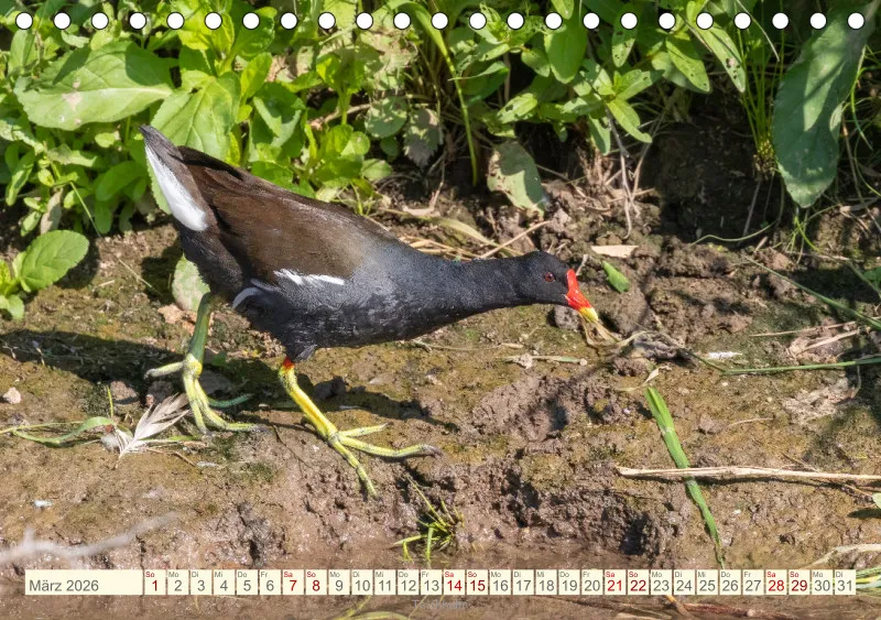 Vögel II
