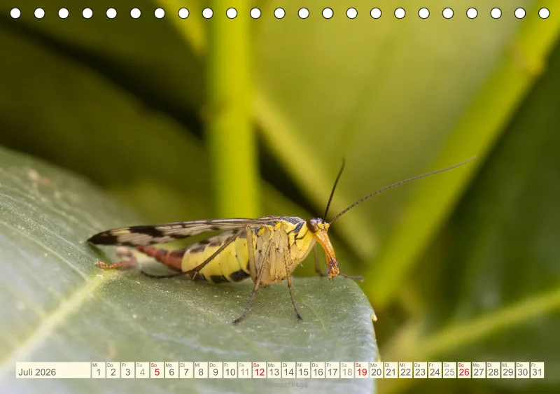 Insekten