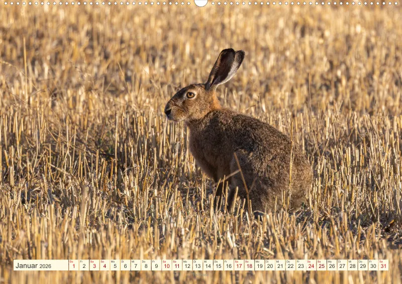 Wildtiere