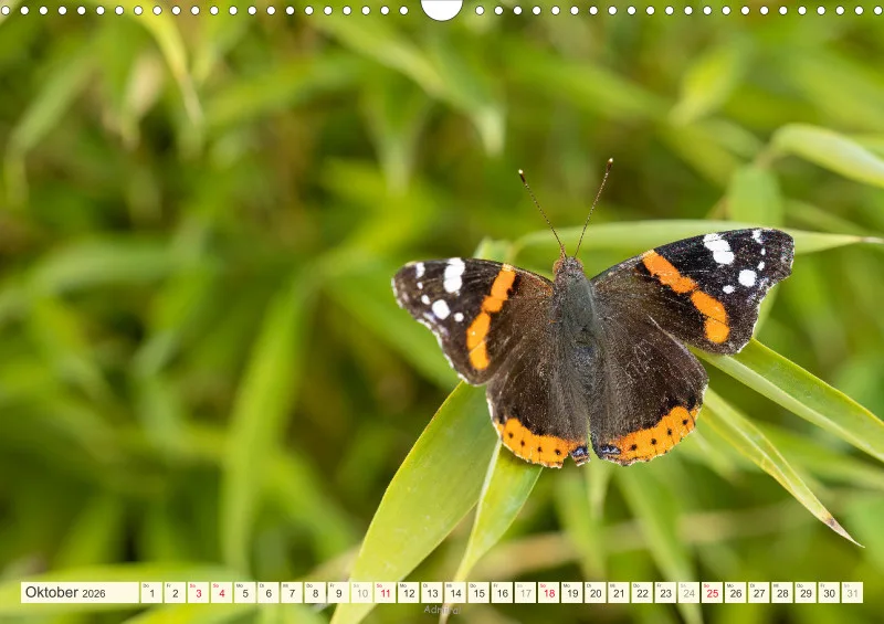 Schmetterlinge