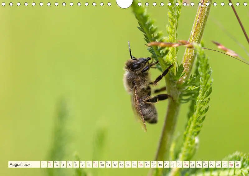 Bienen/Hummeln