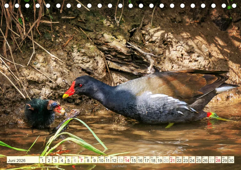 Vögel am Wasser