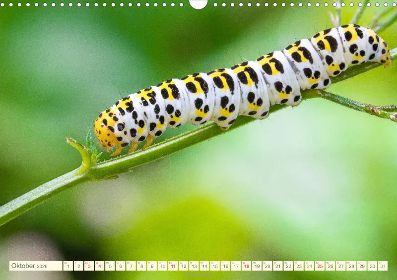 Insekten