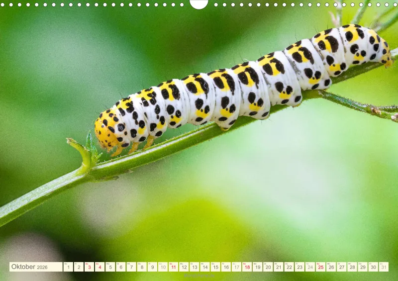 Insekten