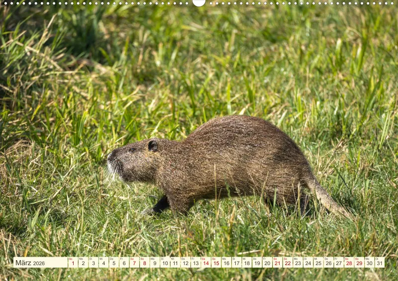 Wildtiere