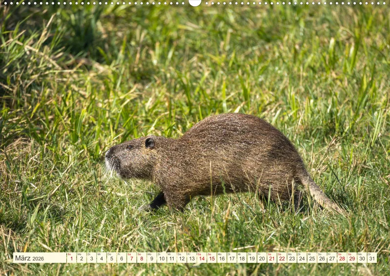Wildtiere