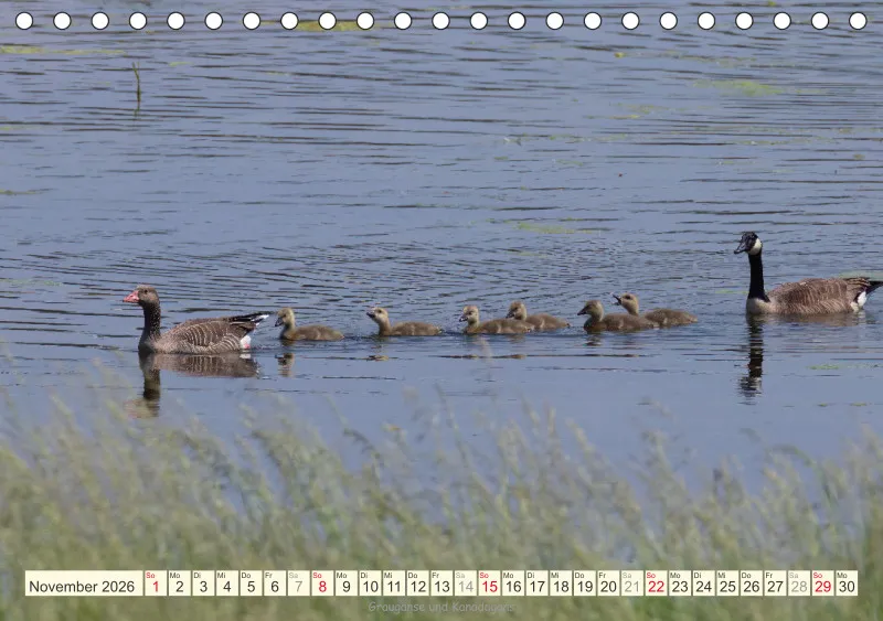 Vögel am Wasser