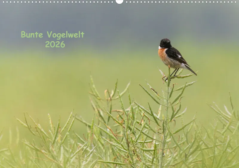 Vögel I