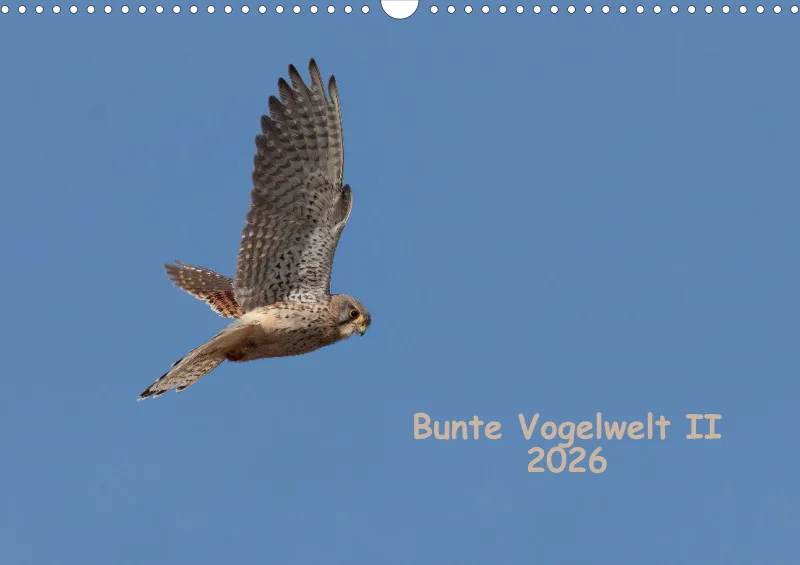 Vögel II