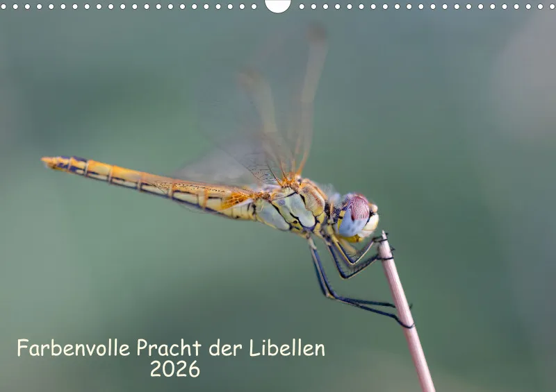 Libellen