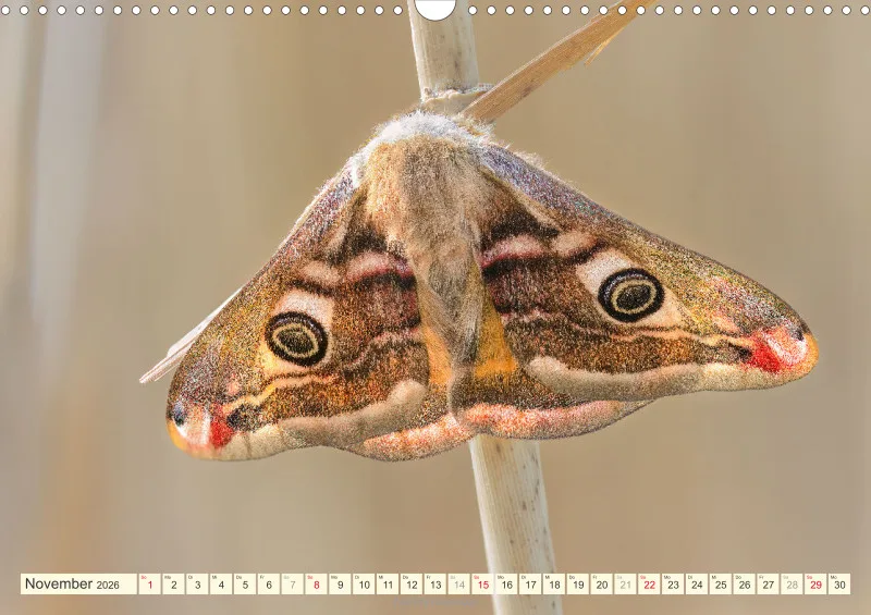 Schmetterlinge