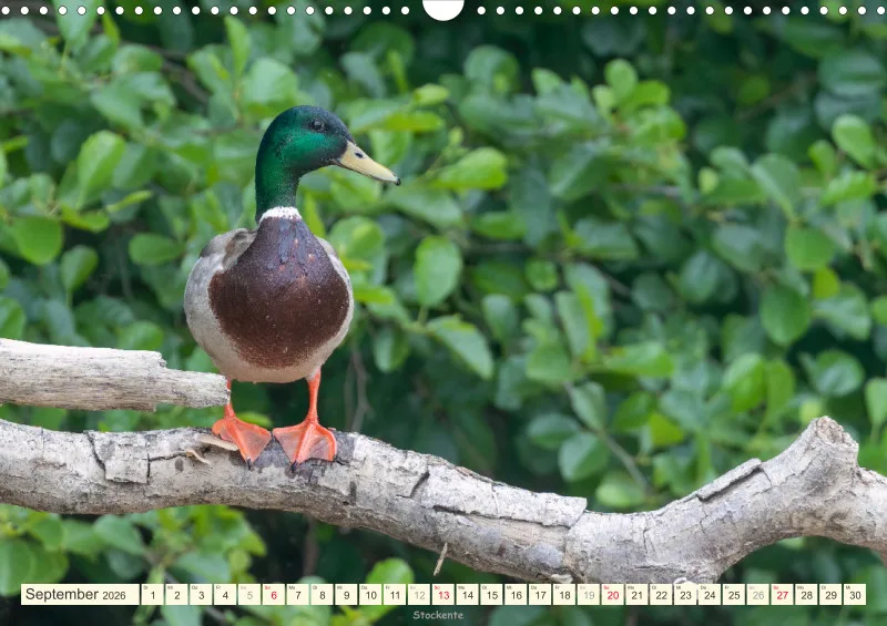 Vögel am Wasser