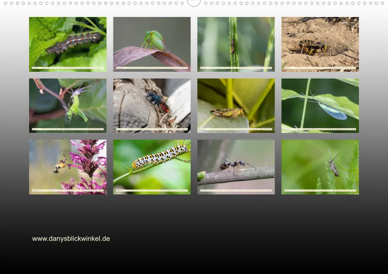 Insekten