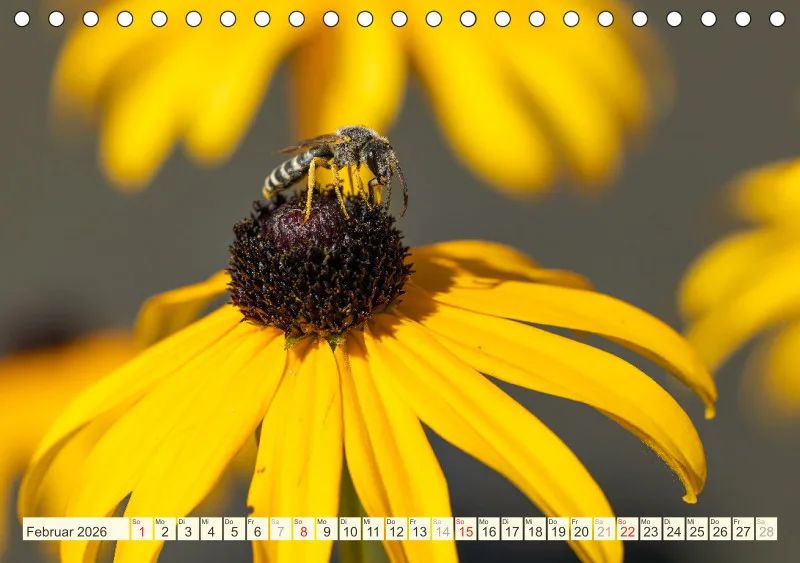 Bienen/Hummeln