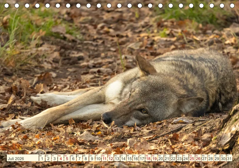 Wildtiere