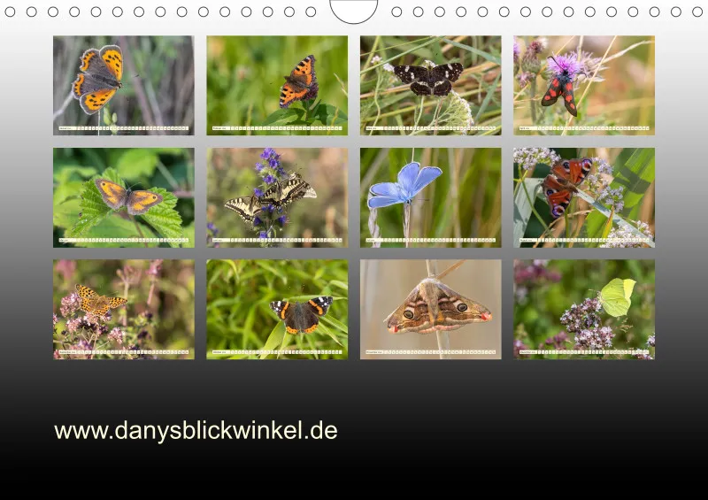 Schmetterlinge