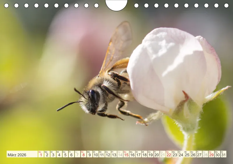Bienen/Hummeln